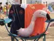 Screenshot | AllezPaillade.com Pink inflatable flamingo resting on a blue beach chair, draped with dark blue and orange towels bearing logos.