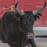 Illustration du profil de Boh&eacute;mien